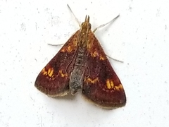 Pyrausta orphisalis