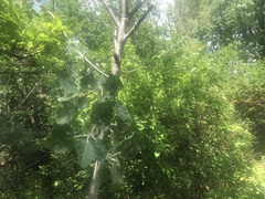 Populus alba