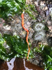 Tubulanus