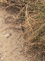 Euphydryas chalcedona chalcedona