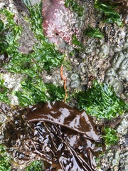 Tubulanus
