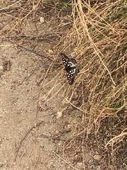 Euphydryas chalcedona chalcedona
