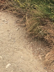 Euphydryas chalcedona chalcedona