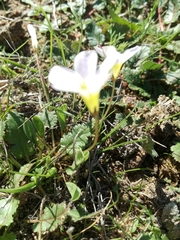 Oxalis monophylla monophylla