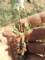 Oxalis monophylla monophylla