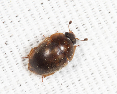 Amphicrossus ciliatus