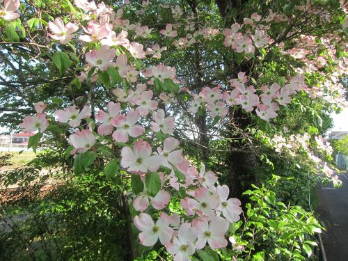 flowering dogwood
