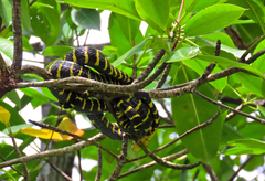 Boiga dendrophila