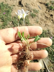 Oxalis monophylla monophylla