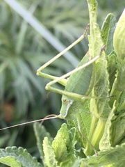 Isophya altaica