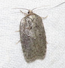 Acleris placidana