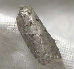 Acleris placidana