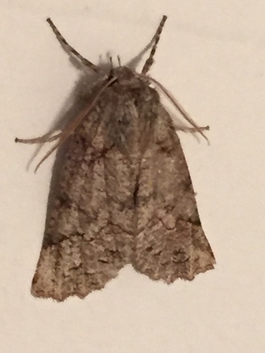 Declana floccosa
