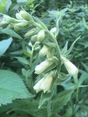 Digitalis grandiflora