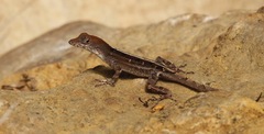 Anolis sagrei