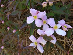 Clematis montana