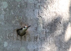 Melanerpes superciliaris
