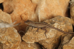 Anolis sagrei