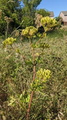 Polytaenia