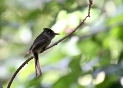 Contopus caribaeus