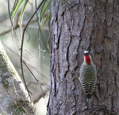 Melanerpes superciliaris