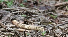 Setophaga palmarum