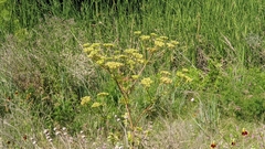 Polytaenia