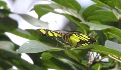 Siproeta stelenes