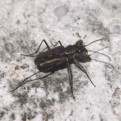 Lophyra striolata