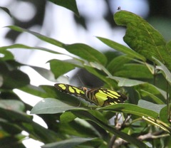 Siproeta stelenes
