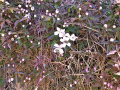 Clematis montana