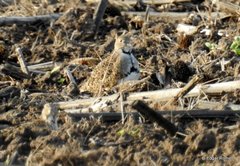 Thinocorus rumicivorus