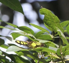Siproeta stelenes
