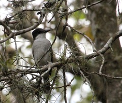 Tyrannus caudifasciatus