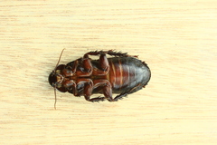 Panesthiinae