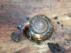 Campylaea illyrica