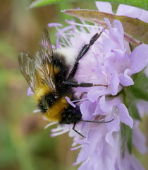 Bombus hortorum