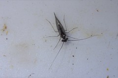Mesopsocus