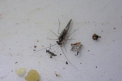 Mesopsocus