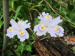 Iris japonica