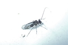 Mesopsocus