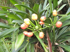 Clivia