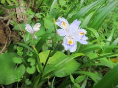 Iris japonica