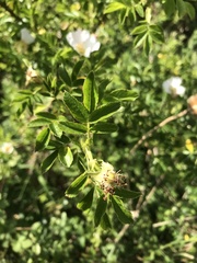 Rosa arvensis