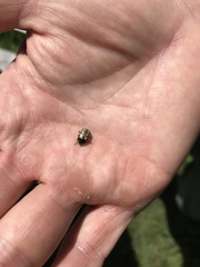 Calligrapha philadelphica