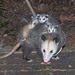 Opossums - Photo (c) Kala Murphy King, some rights reserved (CC BY-NC-ND), uploaded by Kala Murphy King