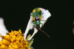 Diabrotica scutellata