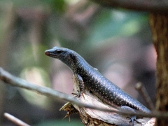 Emoia atrocostata