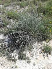 Muhlenbergia lindheimeri