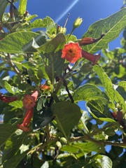 Iochroma fuchsioides